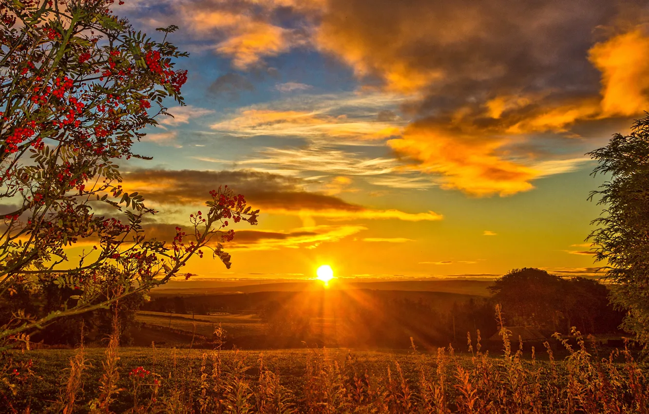 Photo wallpaper the sky, grass, clouds, sunset, Scotland, the rays of the sun, Rowan, autumn.field