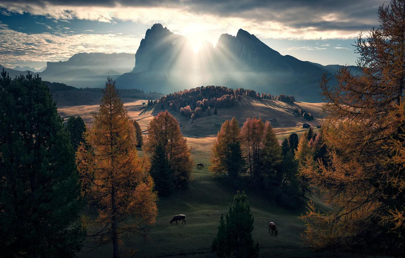 Photo wallpaper the sun, rocks, cows, meadow