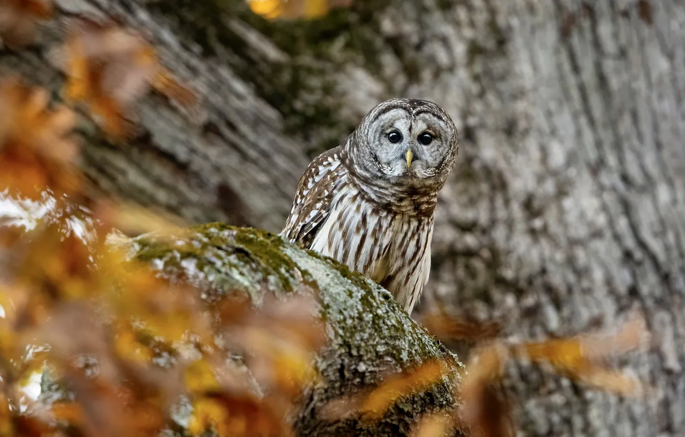 Photo wallpaper autumn, look, leaves, trees, branches, nature, owl, bird