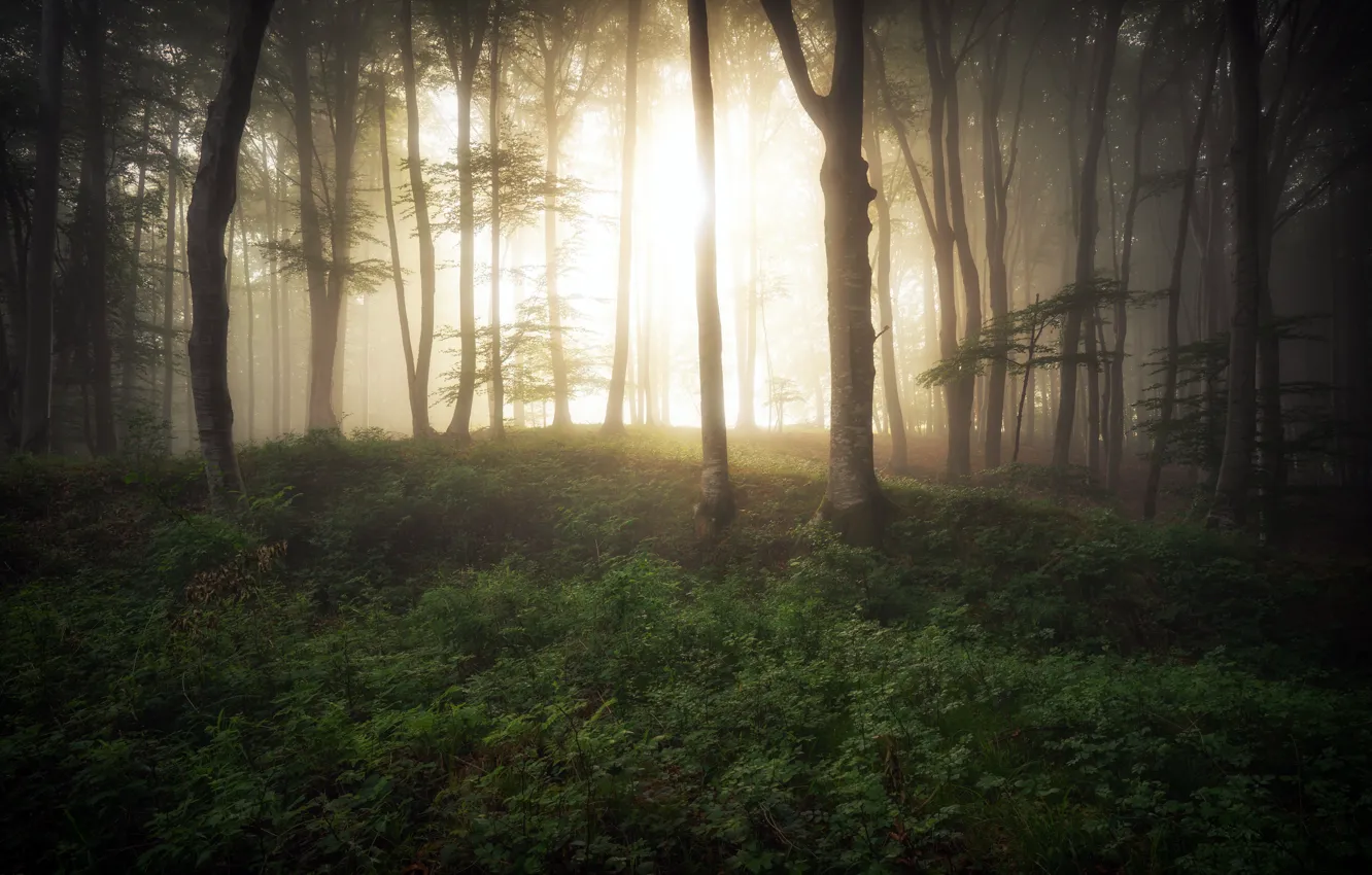 Photo wallpaper forest, light, fog, morning