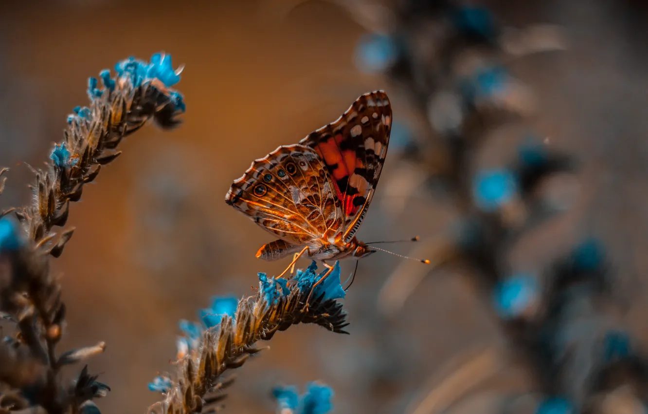 Photo wallpaper macro, butterfly, bokeh