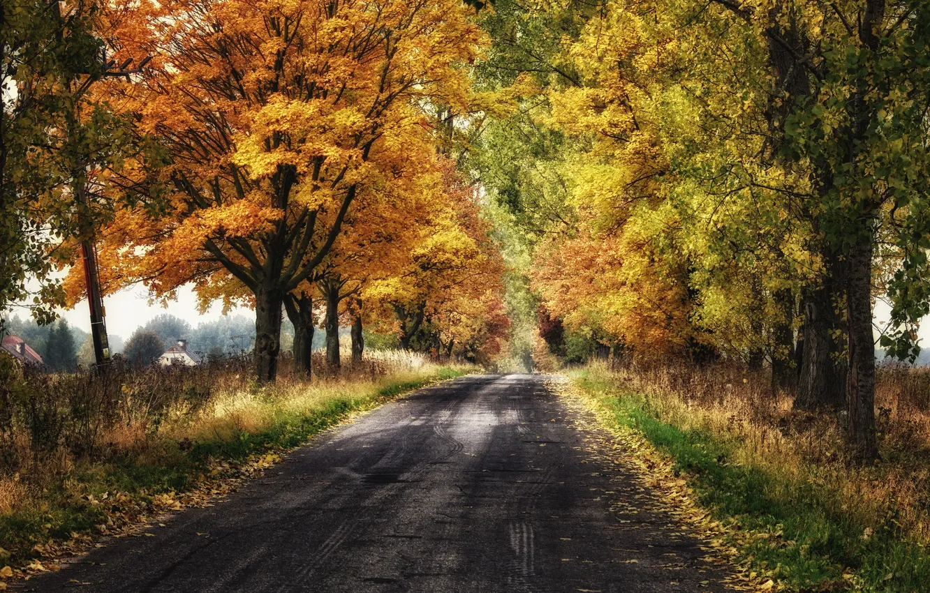 Photo wallpaper road, autumn, leaves, trees, foliage, home, the countryside, sunlight