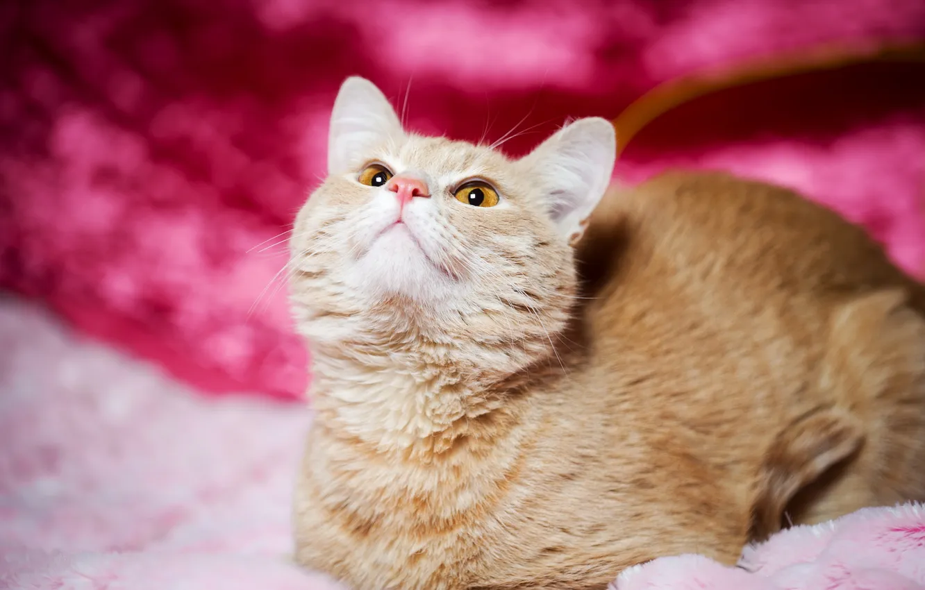 Photo wallpaper cat, look, background