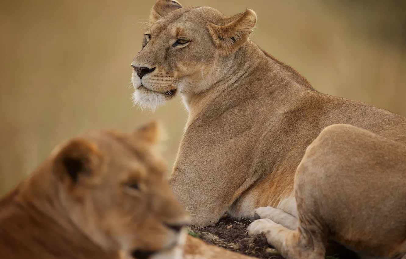 Photo wallpaper predator, lioness, wild cat