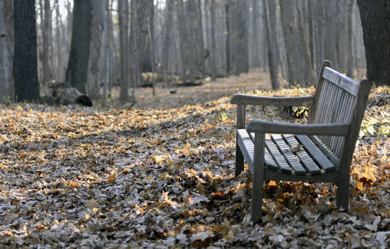 Photo wallpaper leaves, Park, bench