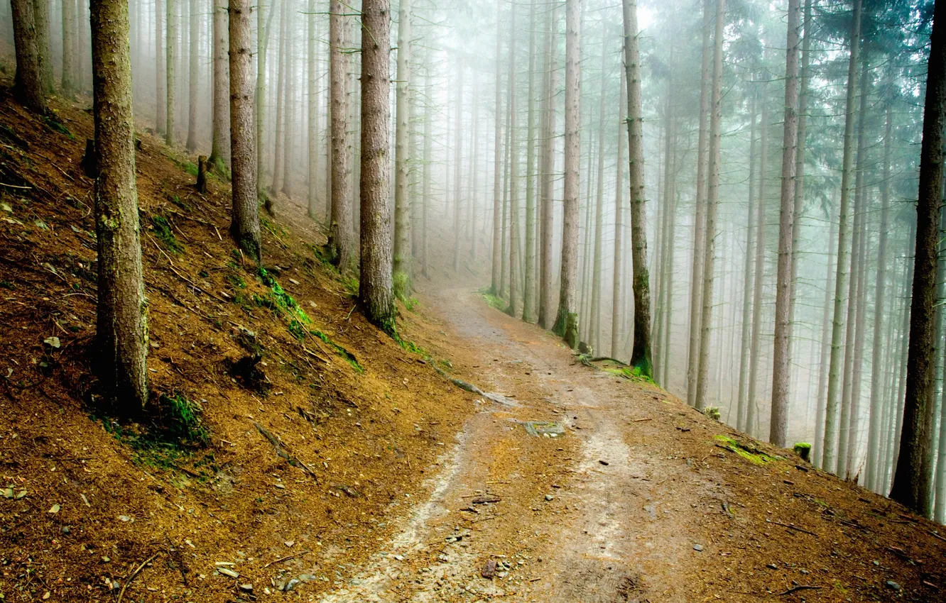 Photo wallpaper road, forest, nature, fog, moss, haze