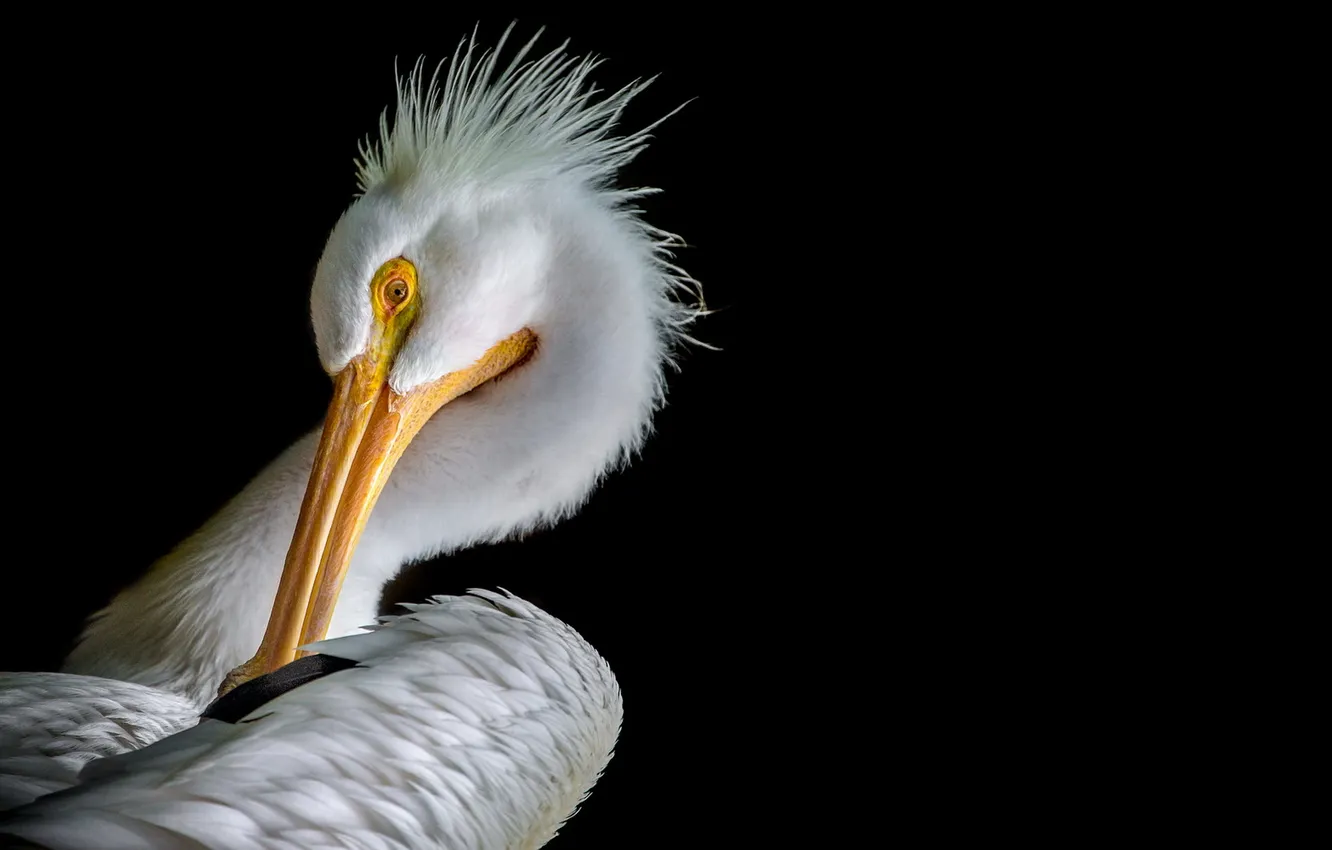 Photo wallpaper nature, background, bird