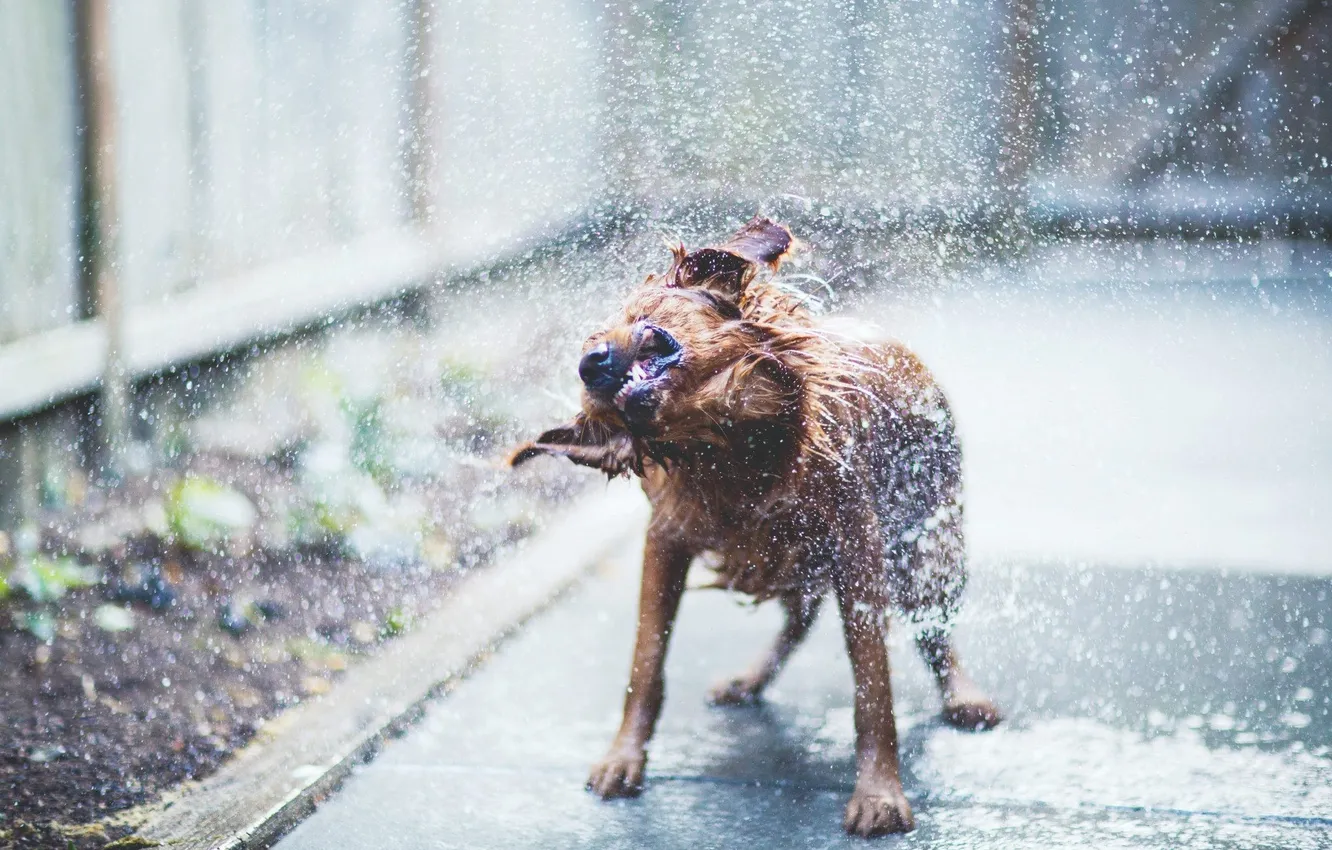 Photo wallpaper water, dog, dog, Terrier
