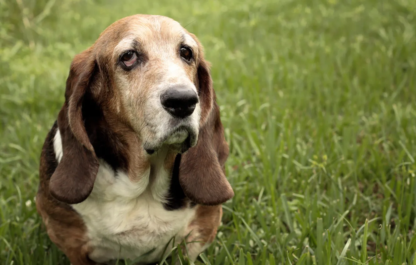 Photo wallpaper look, each, dog