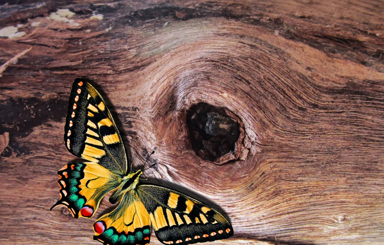 Photo wallpaper butterfly, garden, insect, natura, log