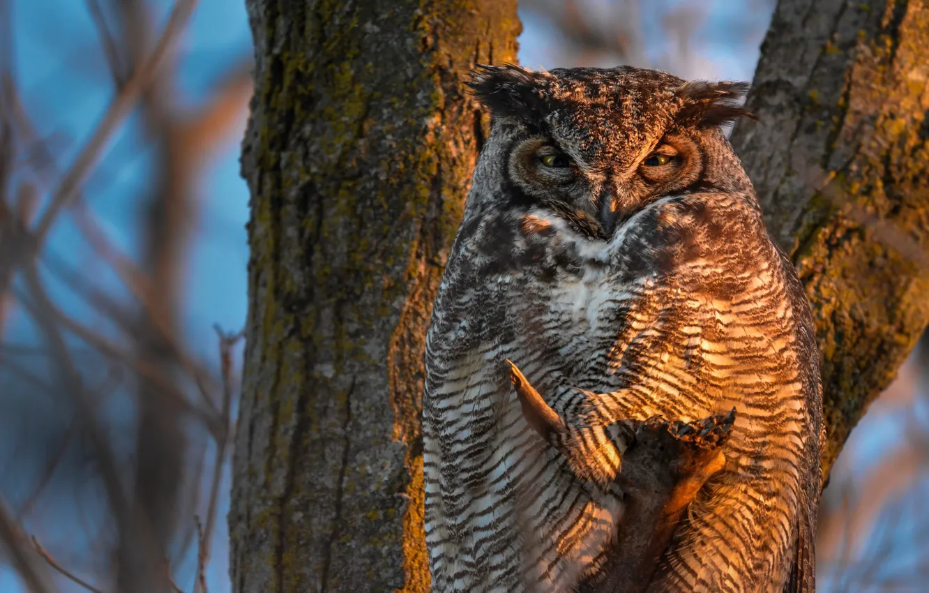 Photo wallpaper owl, bird, owl