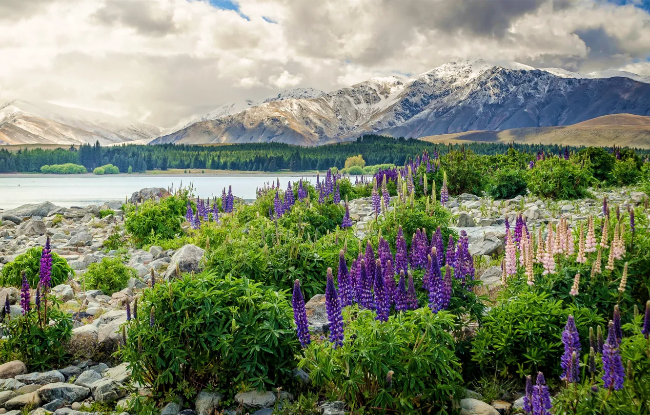 Photo wallpaper mountains, lake, New Zealand, Lupin