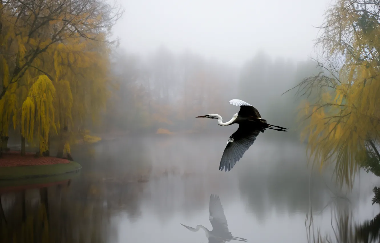 Photo wallpaper flight, bird, pond, Heron, AI art, neural network
