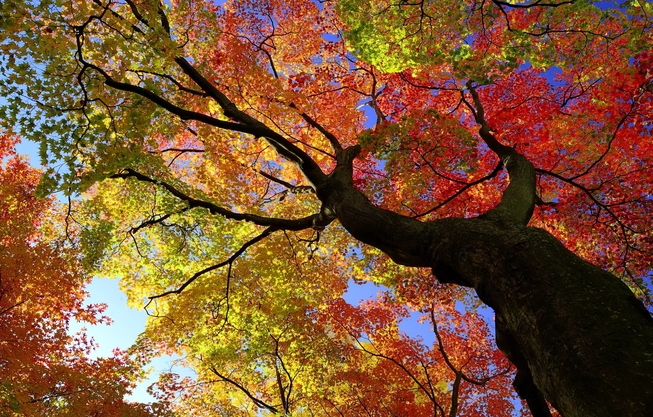 Photo wallpaper autumn, trees, foliage, view, crown, the colors of autumn, maples, autumn leaves