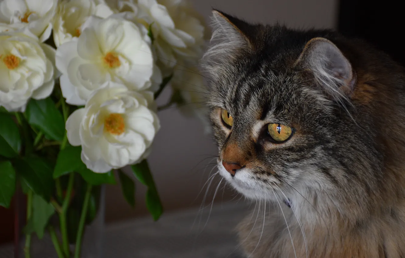 Photo wallpaper cat, cat, look, face, flowers, portrait, bouquet
