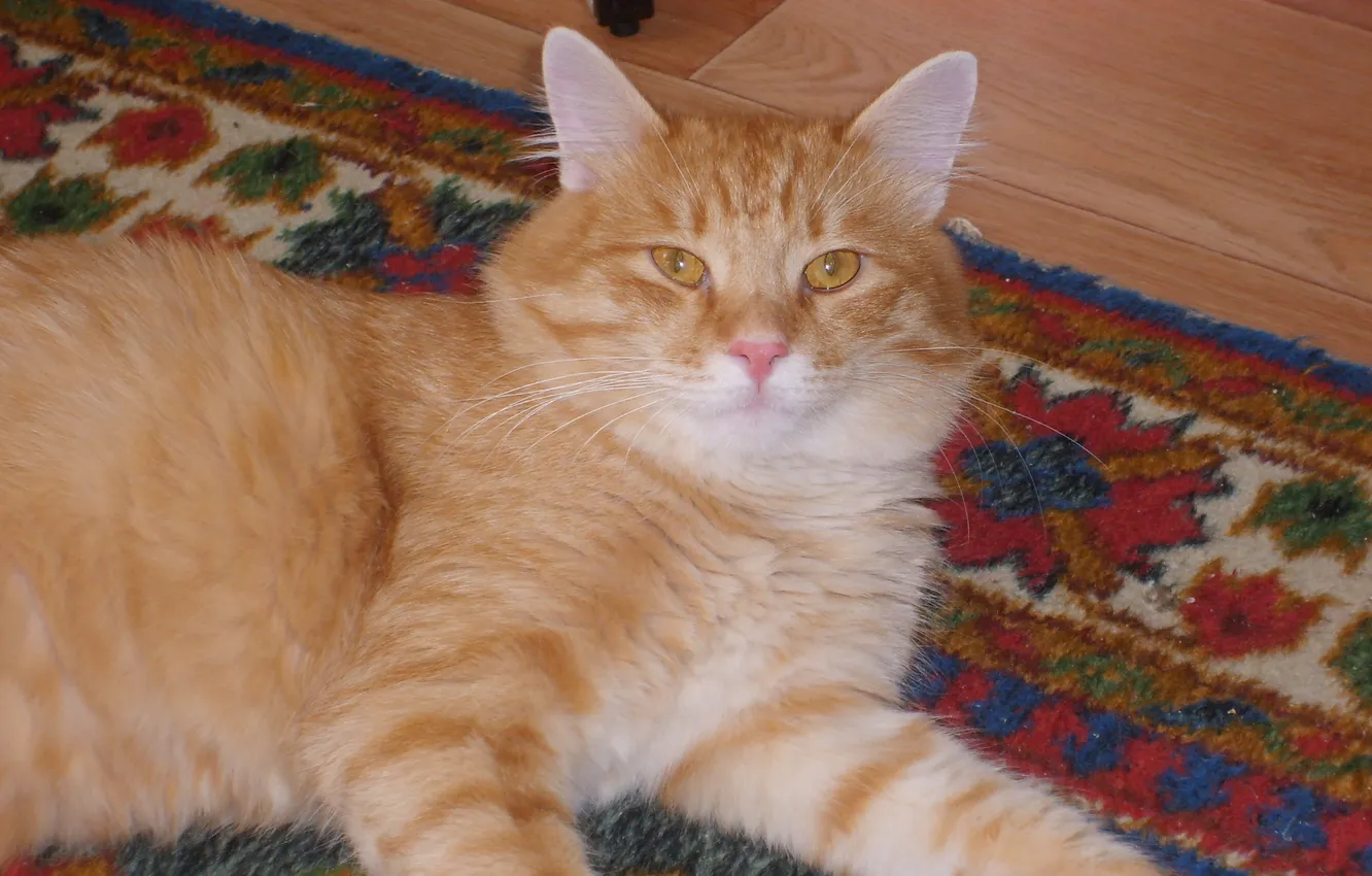 Photo wallpaper cat, look, lies, red, looks