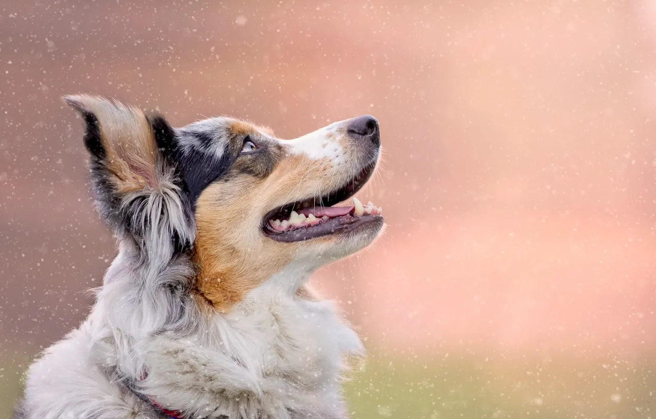 Photo wallpaper dog, muzzle, Australian shepherd, Aussie