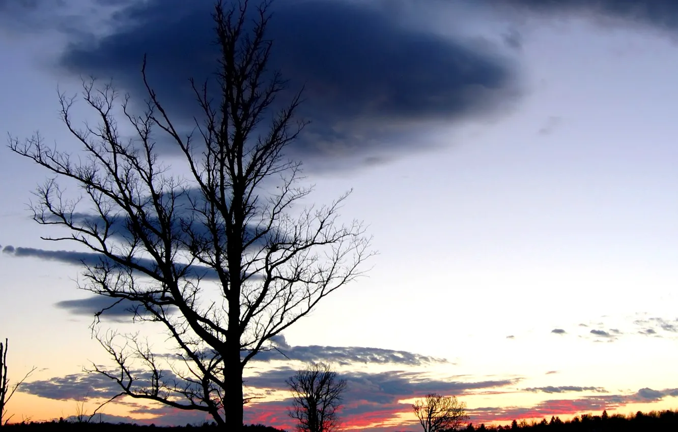 Photo wallpaper the sky, clouds, sunset, tree, horizon