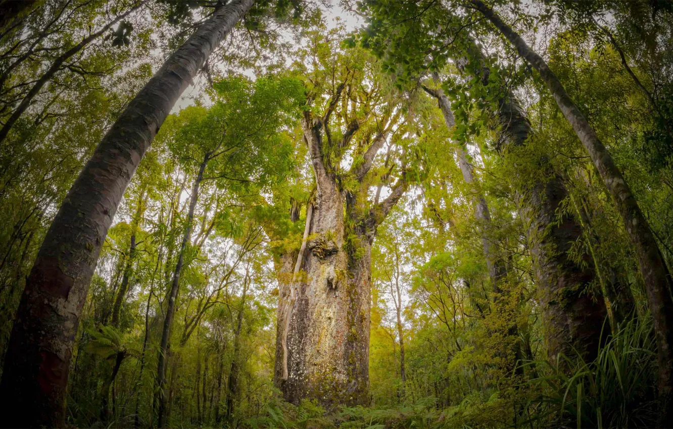 Photo wallpaper New Zealand, new Zealand Kauri, forest Waipoua, The Main Forest, agaetis South, giant tree