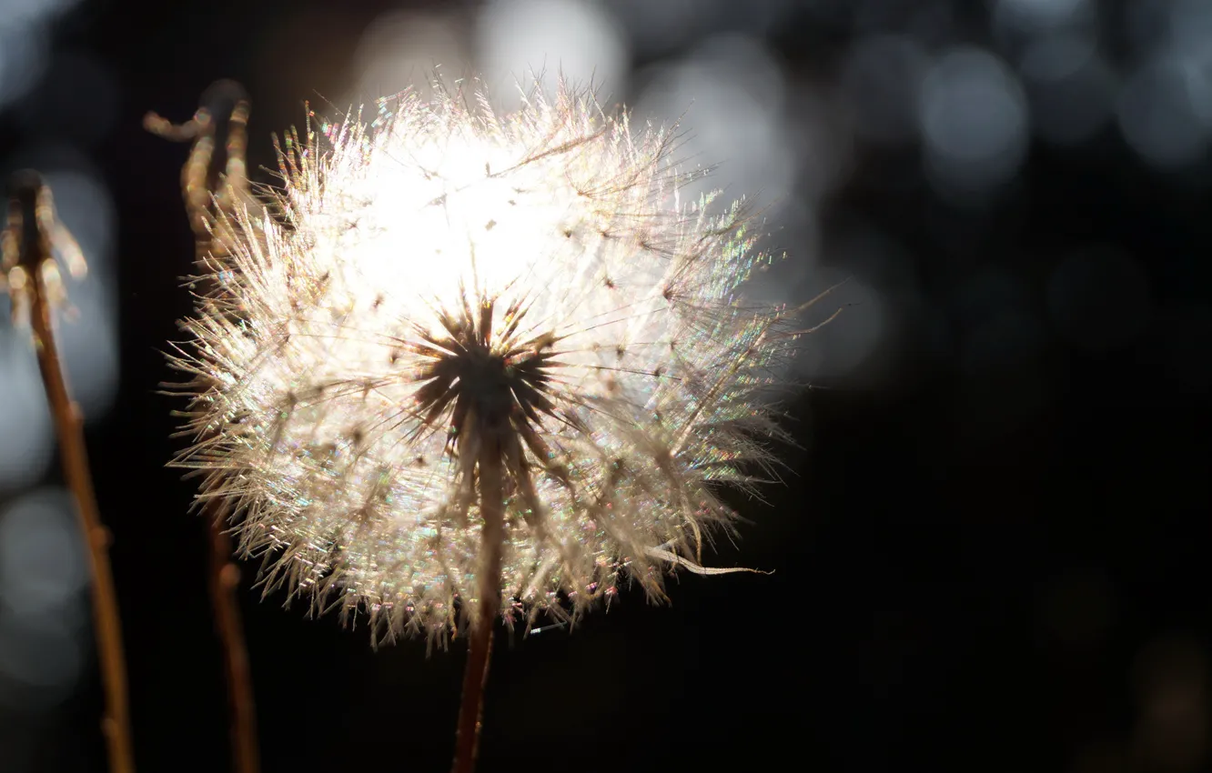 Photo wallpaper macro, nature, dandelion