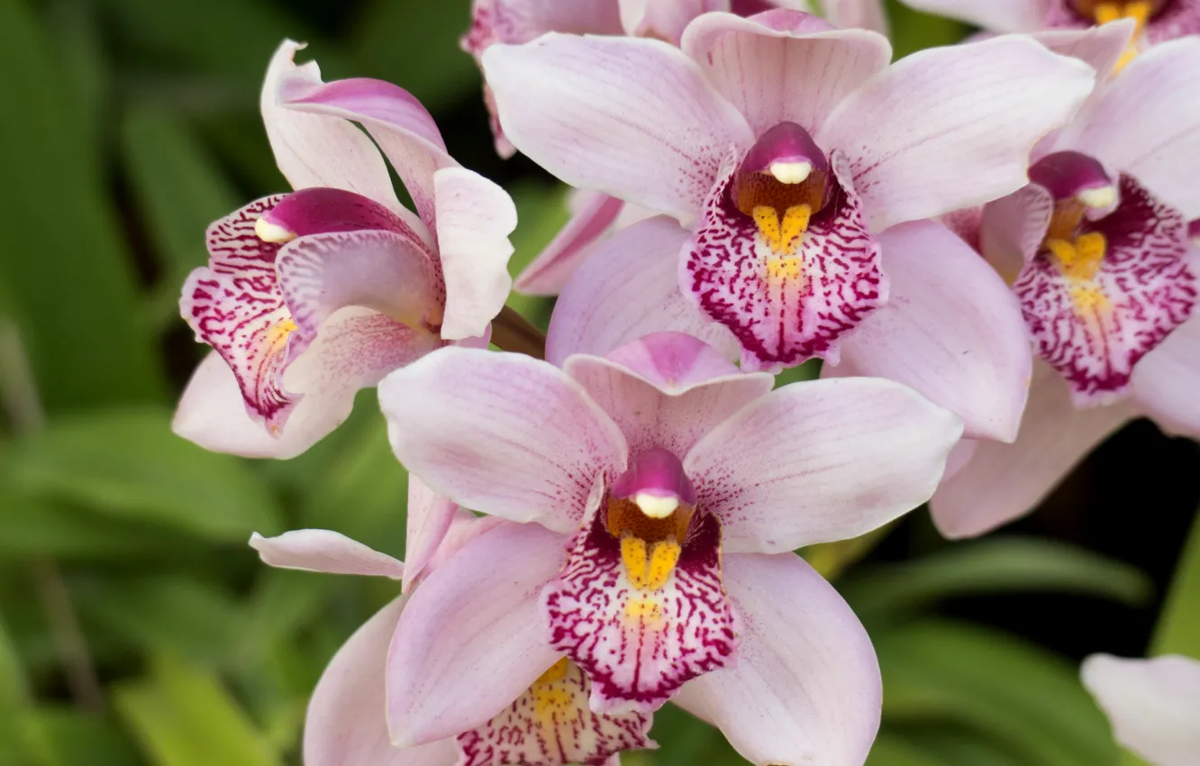 Photo wallpaper macro, pink, exotic, Orchid