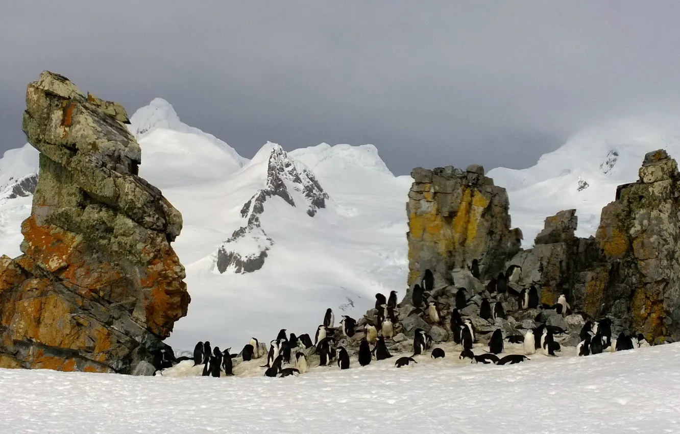 Photo wallpaper rocks, penguins, Antarctica