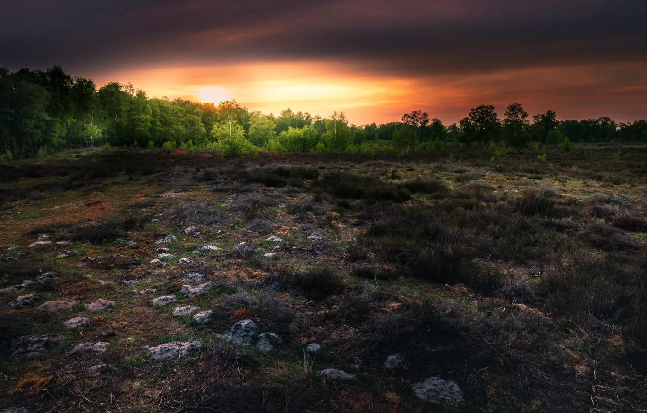 Photo wallpaper field, forest, nature