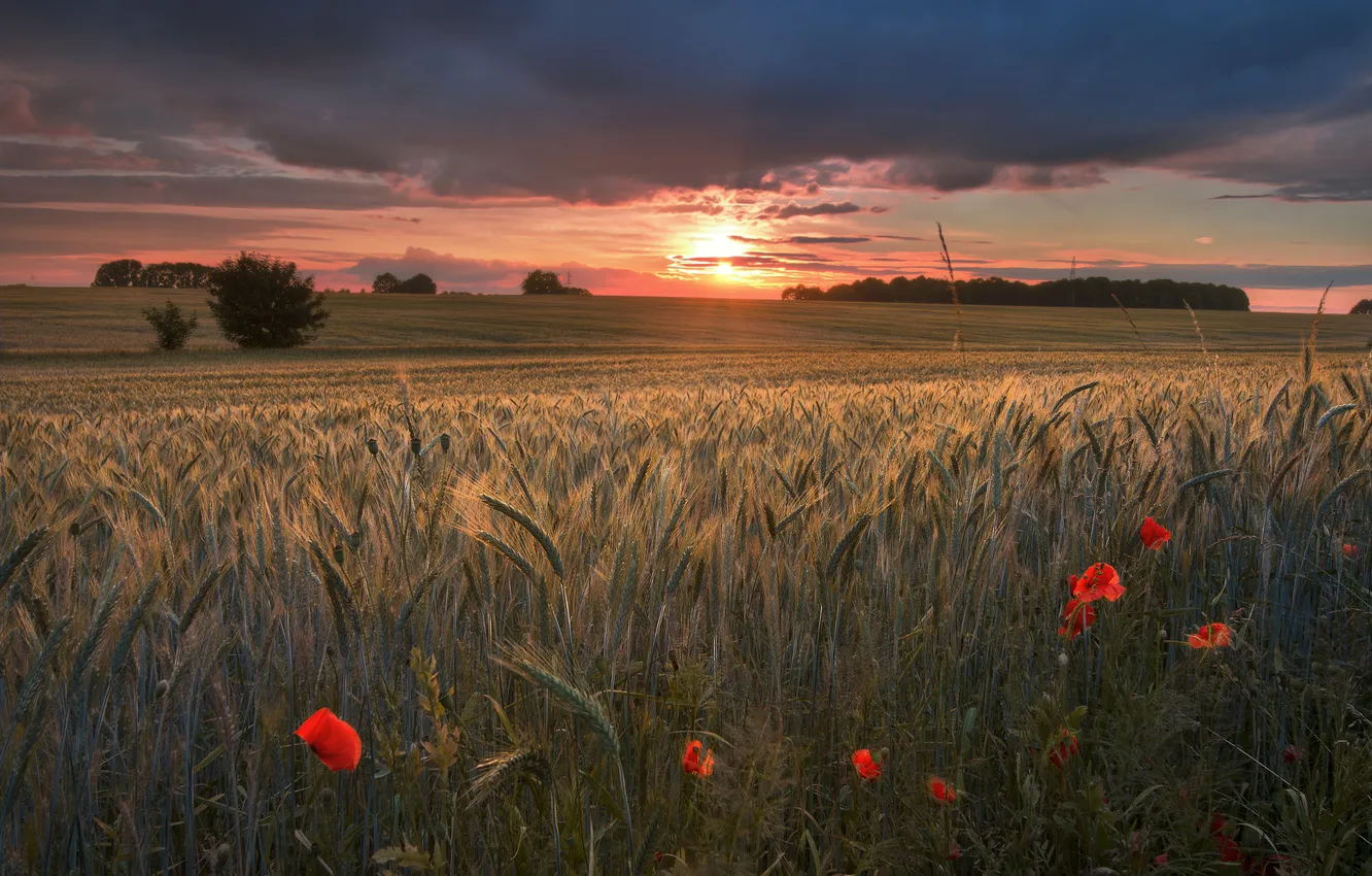 Photo wallpaper field, summer, the sky, flowers, nature, view, Maki, dal