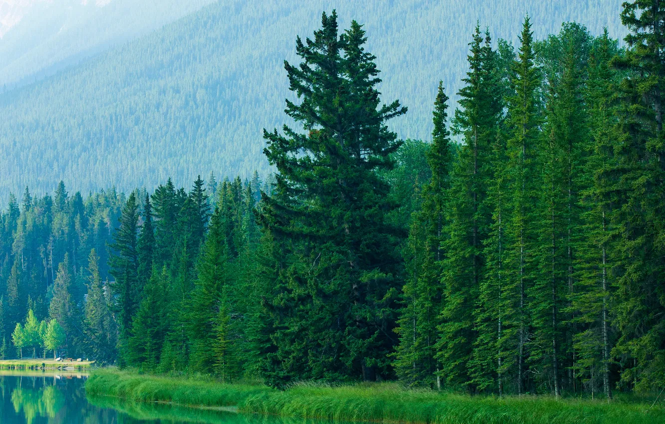 Photo wallpaper greens, forest, trees, branches, nature, shore, ate, slope