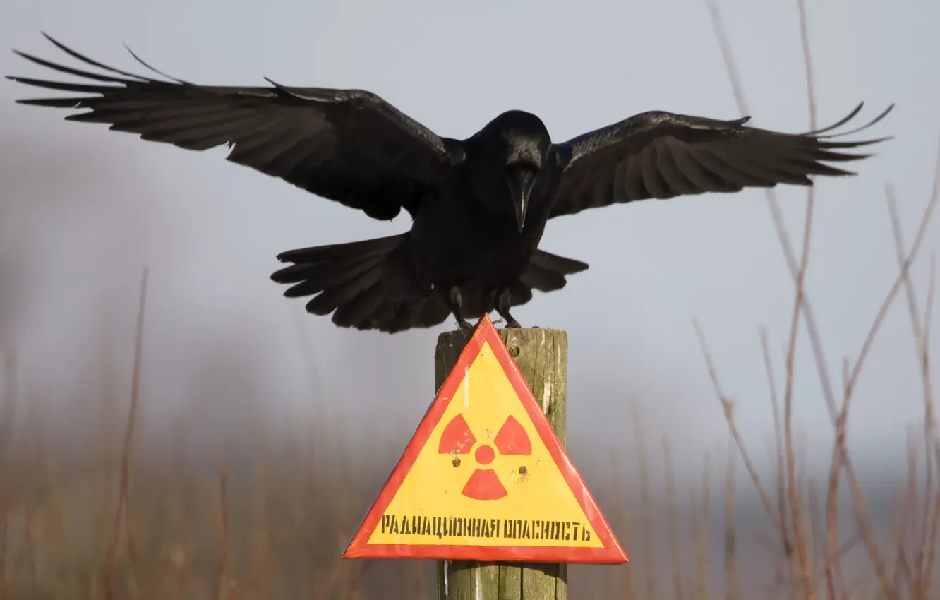 Photo wallpaper plate, Chernobyl, Raven, radiation hazard, column