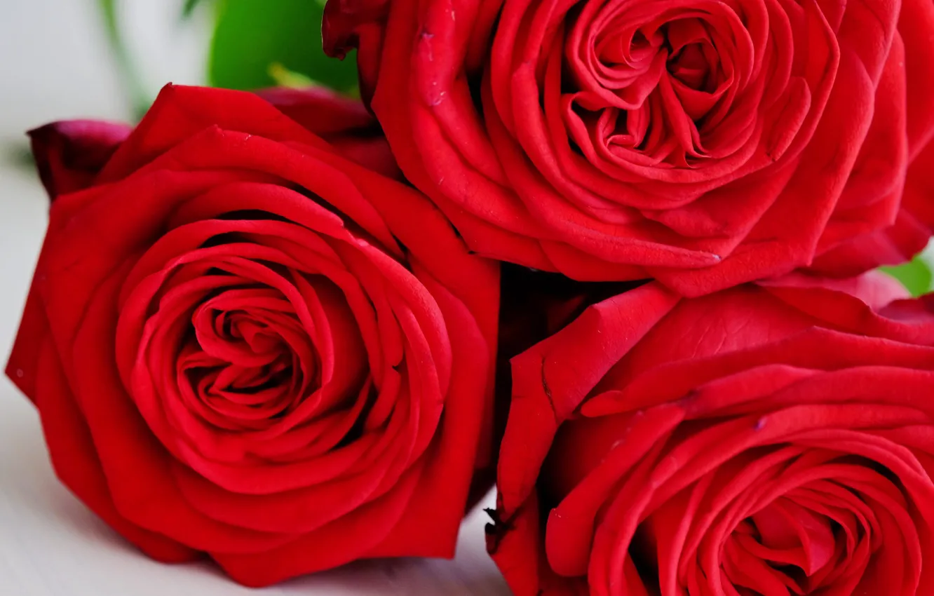 Photo wallpaper macro, red, roses, trio, al