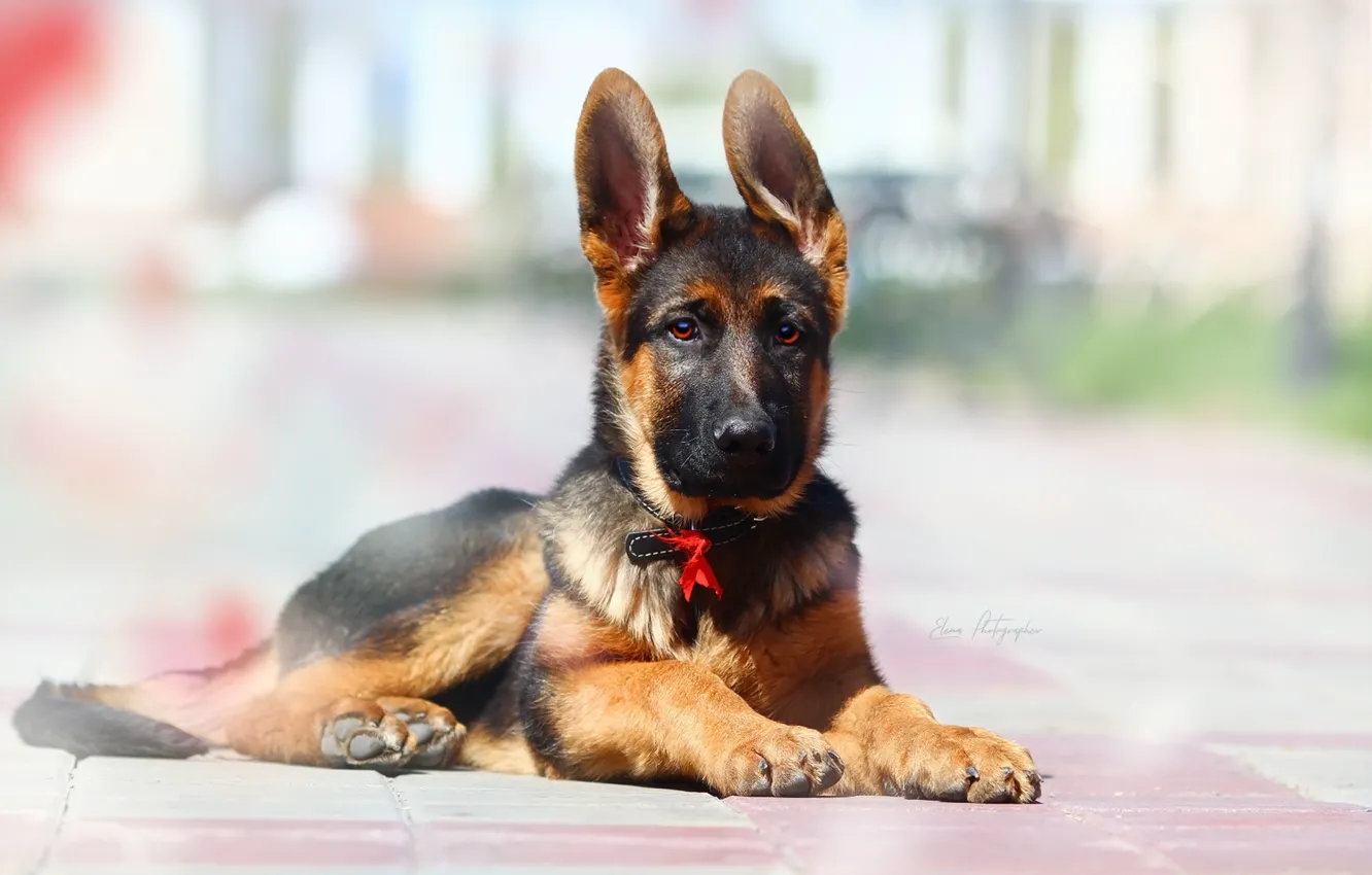 Photo wallpaper background, each, puppy