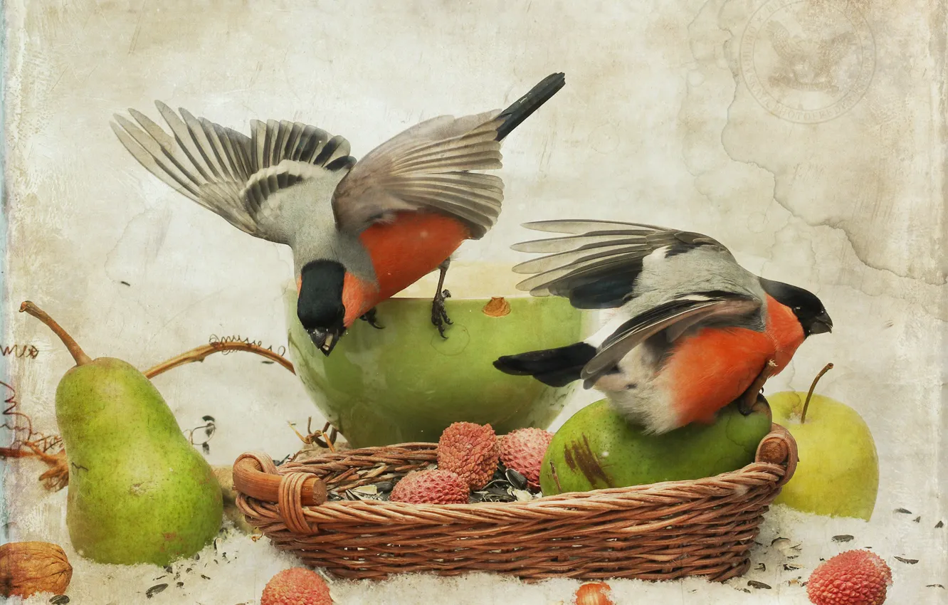 Photo wallpaper bird, bullfinch, pear
