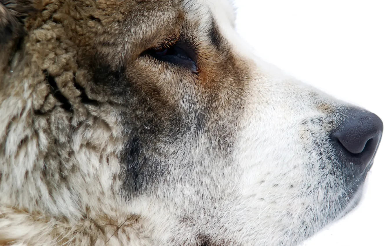 Photo wallpaper face, dog, wool, nose, Central Asian shepherd dog, Alabai