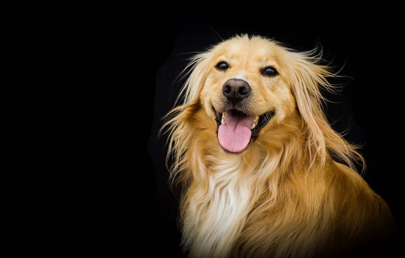 Photo wallpaper background, portrait, dog