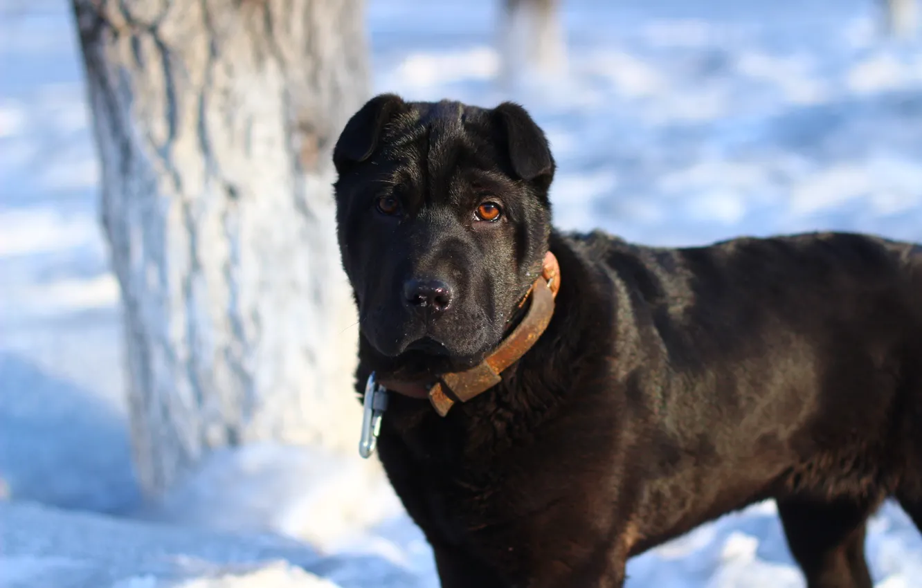 Photo wallpaper animal, dog, puppy