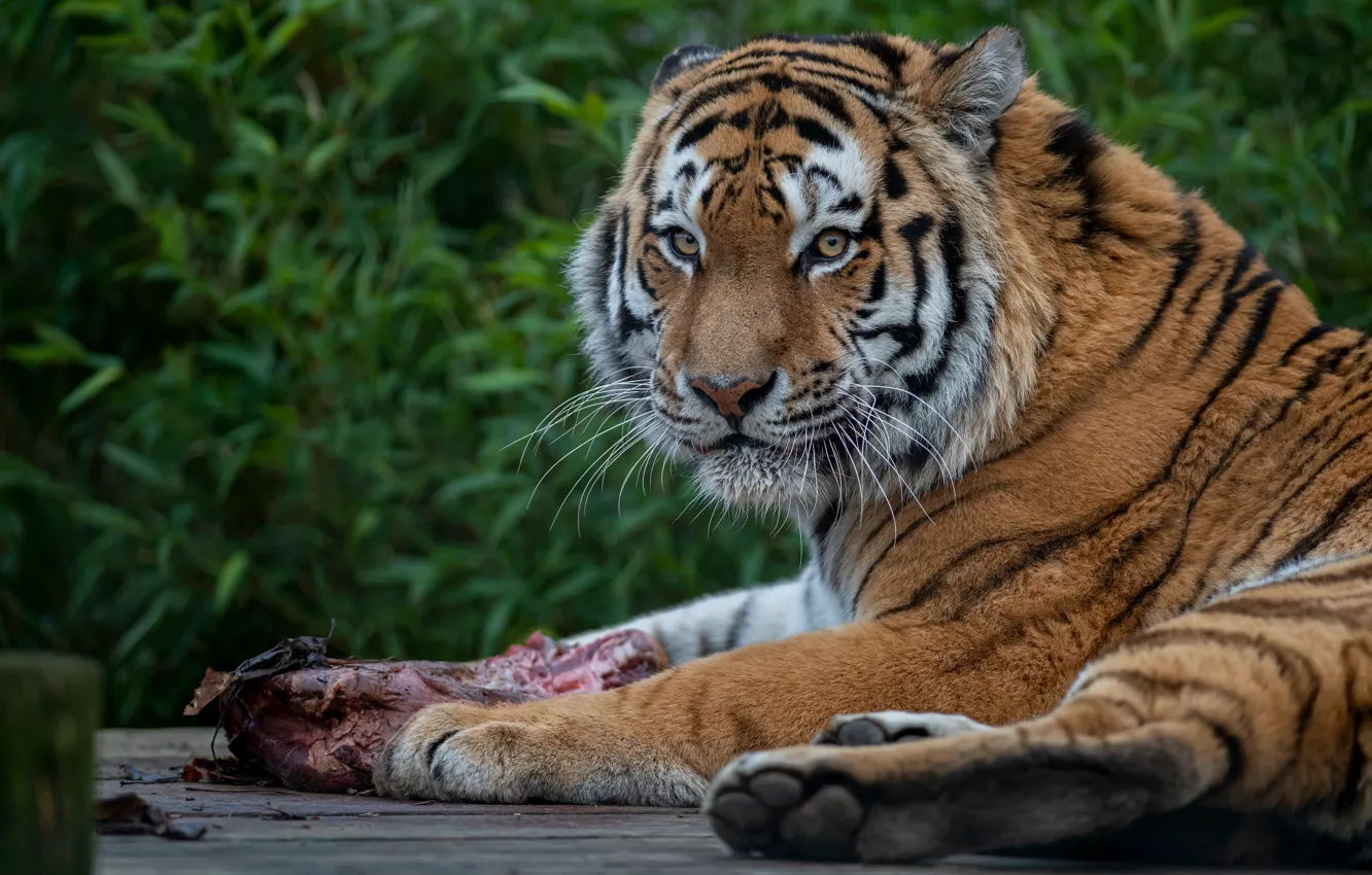 Photo wallpaper look, tiger, meat, lies, mining