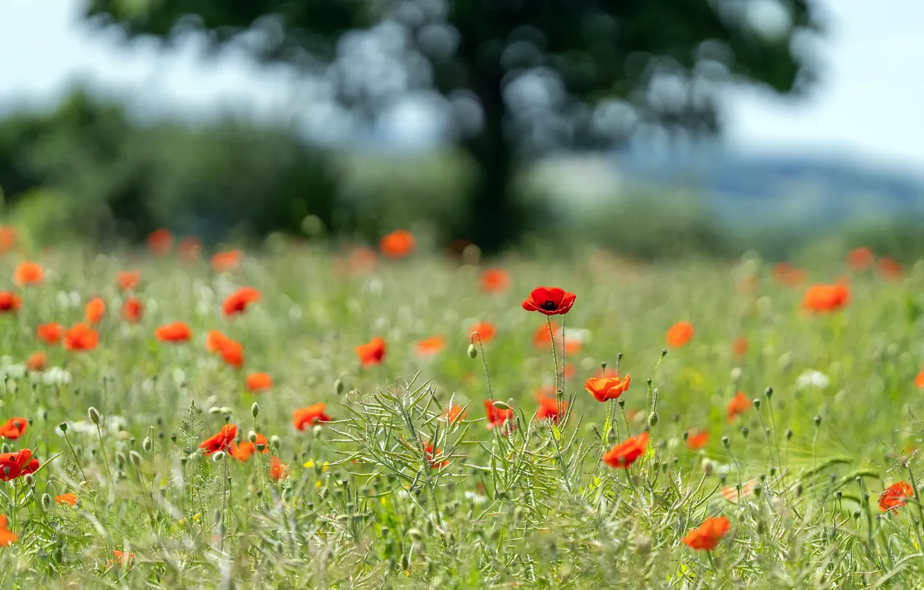 Photo wallpaper red, trees, flowers, glade, bokeh, Maki, poppy field, meadow