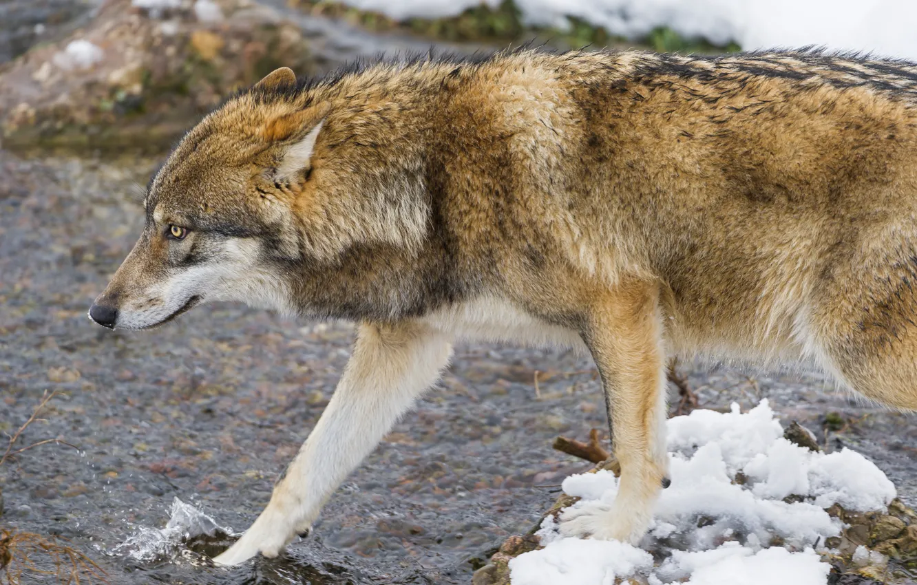 Photo wallpaper water, snow, wolf, profile, ©Tambako The Jaguar