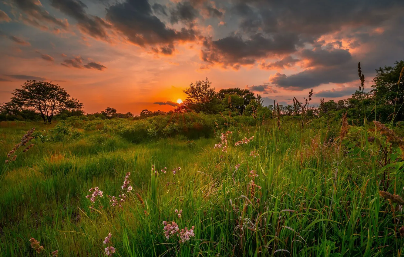 Photo wallpaper summer, the sky, grass, trees, sunset