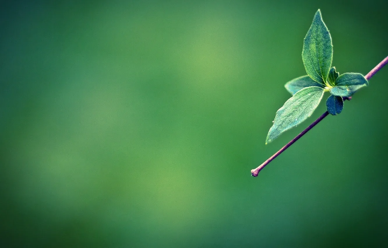 Photo wallpaper minimalism, branch, green leaves, green leaves on branch