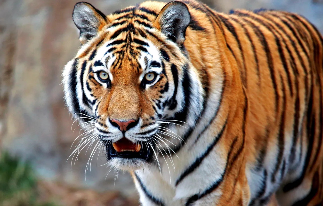 Photo wallpaper cat, tiger, predator, beast