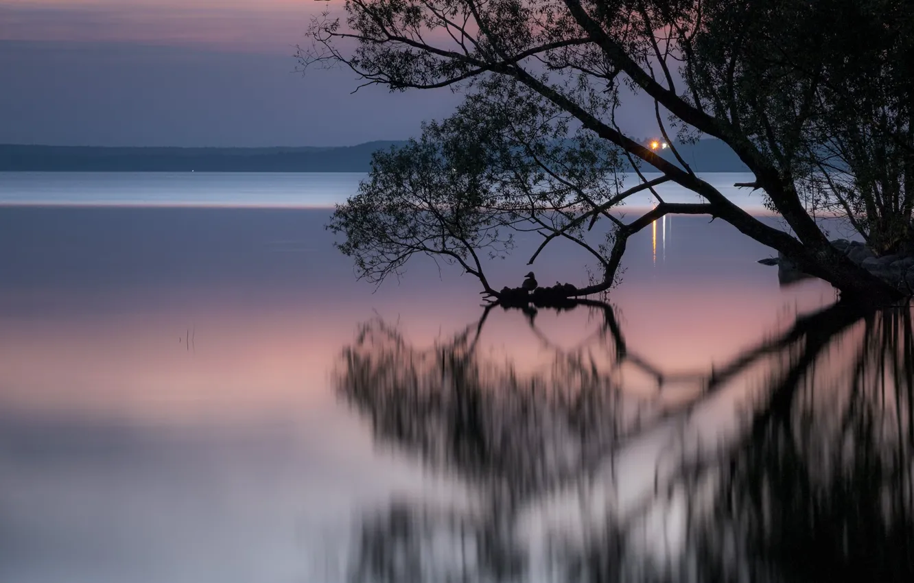 Photo wallpaper landscape, night, branches, nature, lake, reflection, tree, bird