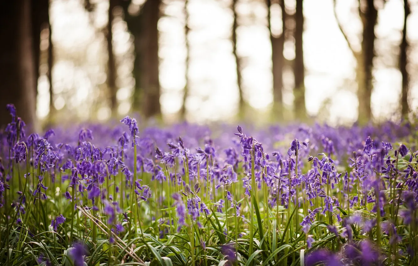 Photo wallpaper flowers, nature, spring