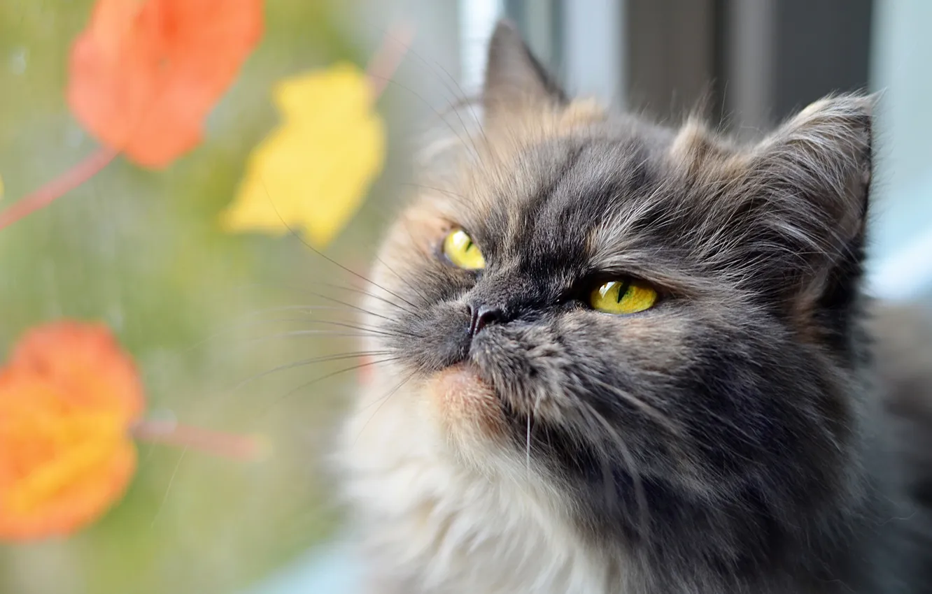 Photo wallpaper cat, look, background