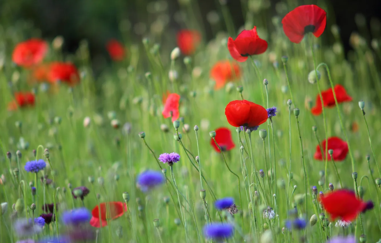 Photo wallpaper flowers, red, Maki, petals