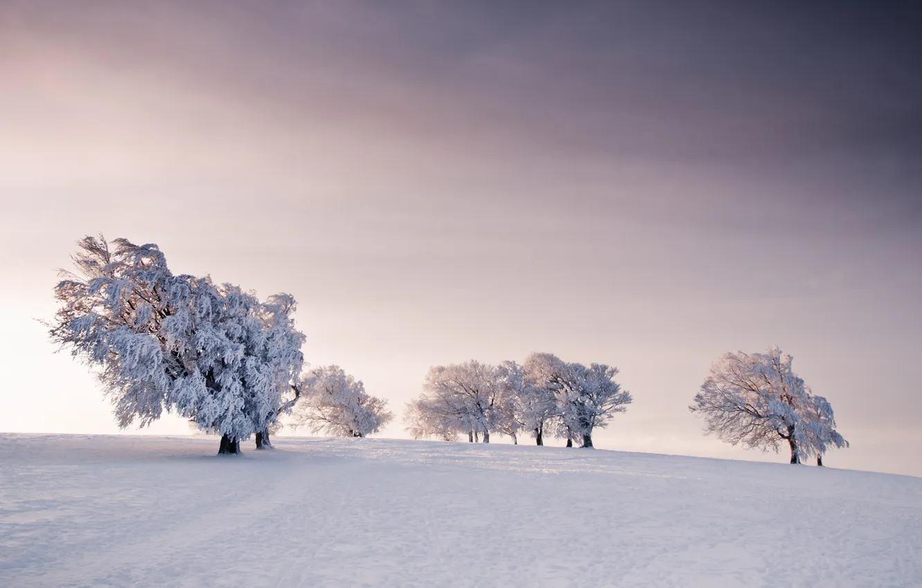 Photo wallpaper winter, frost, trees, nature