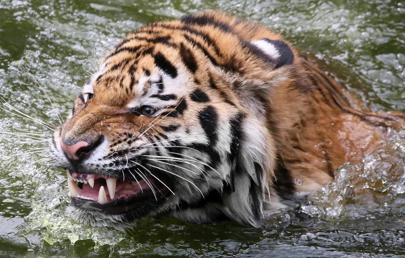 Photo wallpaper water, nature, Siberian Tiger