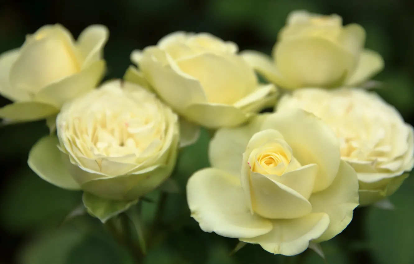Photo wallpaper macro, buds, white roses