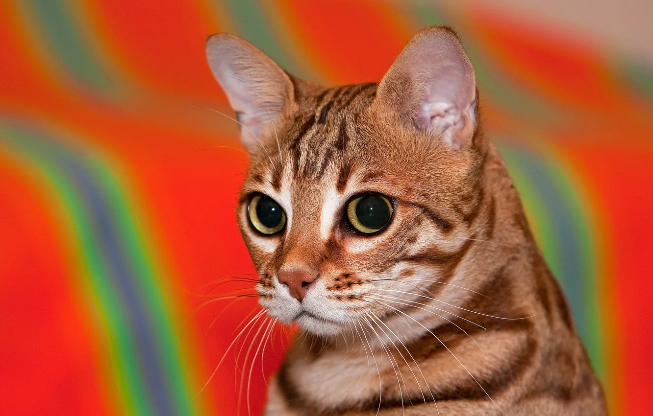 Photo wallpaper cat, look, background, portrait, muzzle, Bengal cat